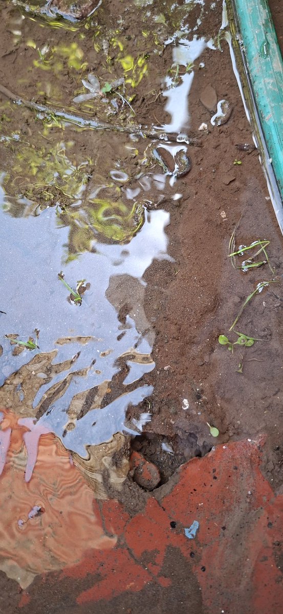 FraanTso's tweet photo. Hace mas de un mes que esta fuga de agua afuera de la casa de mi abuela, informamos a @essbio dijeron 15 dias podian demorar ha pasado mas de un mes y sigue el agua corriendo, el agua escasea en el mundo y aqui se pierde @TribunaC @SISS_CHILE @sanfernando https://t.co/LisGduQiwV