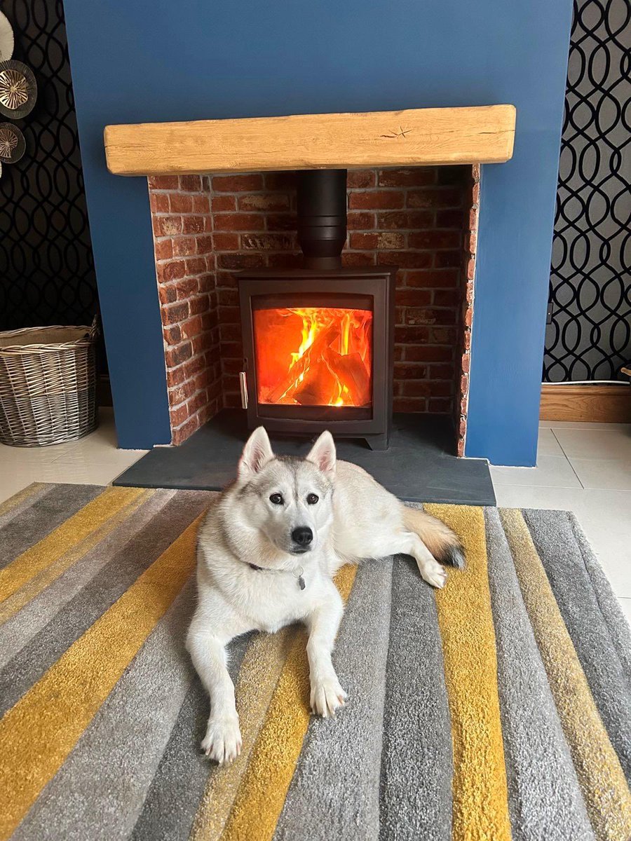 Meika the Mischievous Husky 🐶💜 tweet media