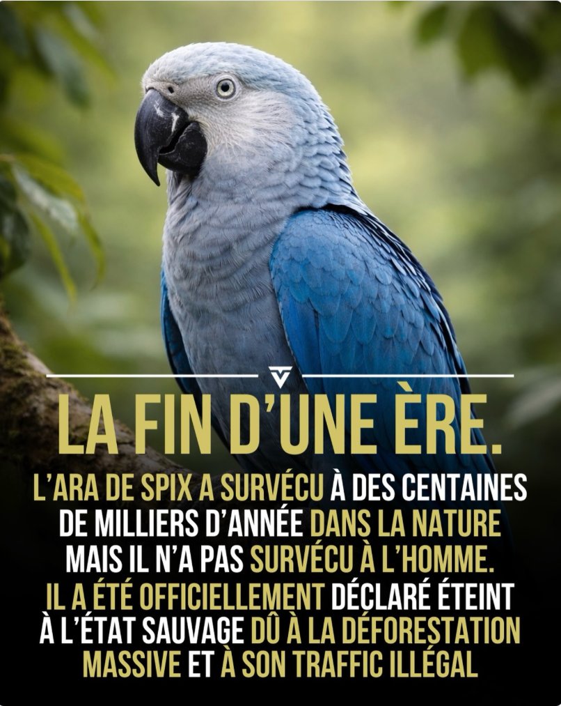 L’ara de Spix, connu comme l’oiseau bleu du film Rio, est aujourd’hui officiellement éteint à l’état sauvage. 🦜

Autrefois présent dans les forêts du nord-est du #BRESIL , il a survécu pendant des centaines de milliers d’années… avant que la déforestation et le trafic d’animaux