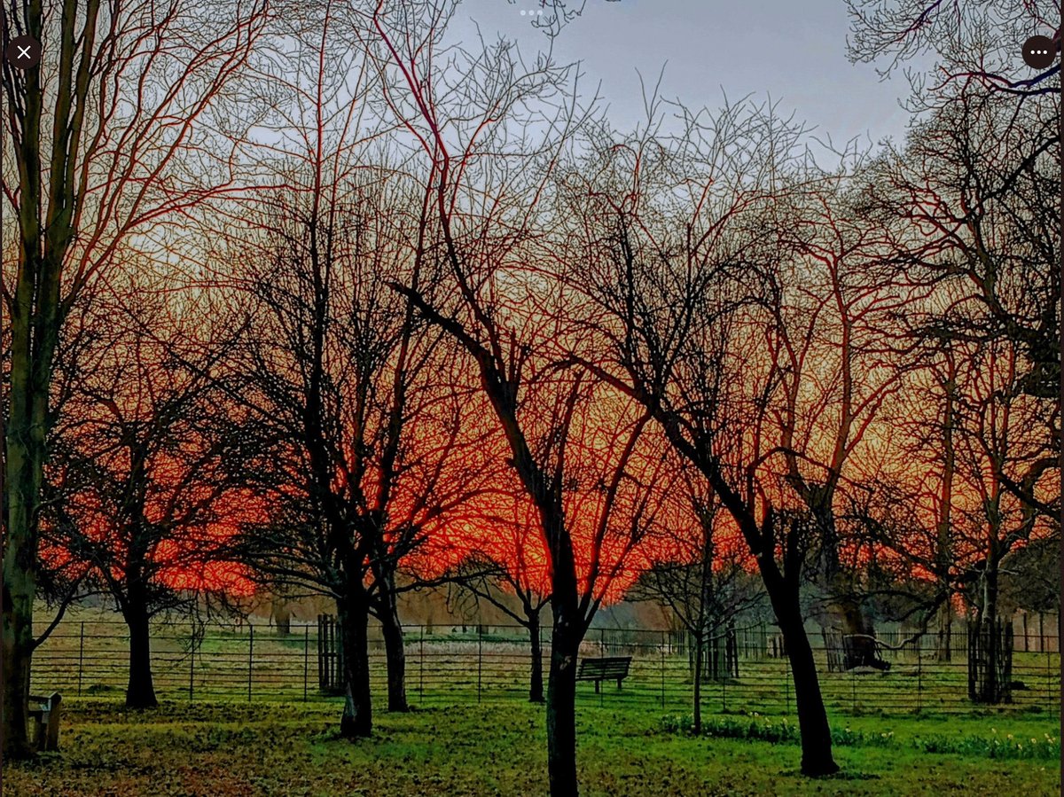 Shepherd’s delight.