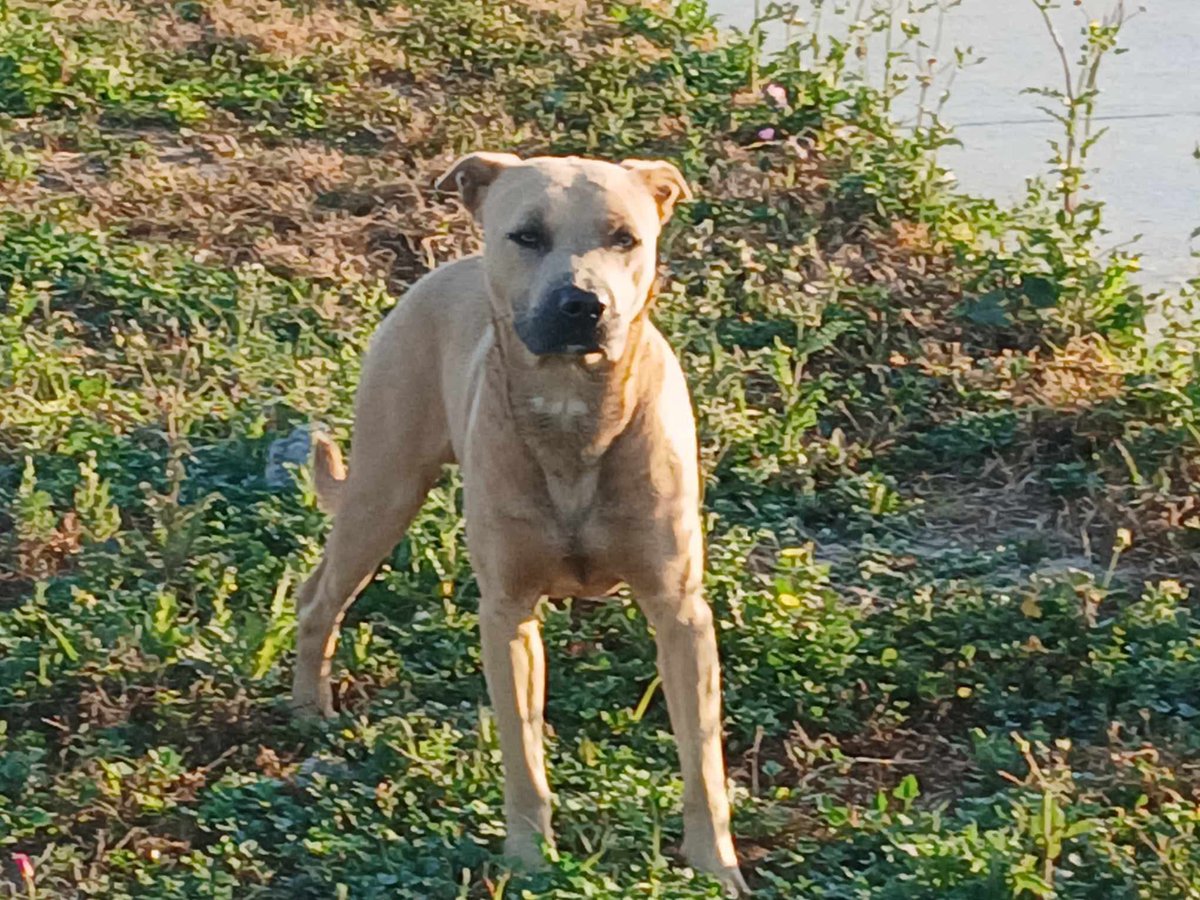 South Texas Animal Rescue Group, AKA STAR Group tweet media