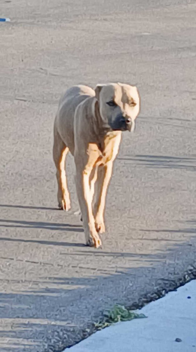 South Texas Animal Rescue Group, AKA STAR Group tweet media