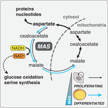 Molecular Cell tweet media