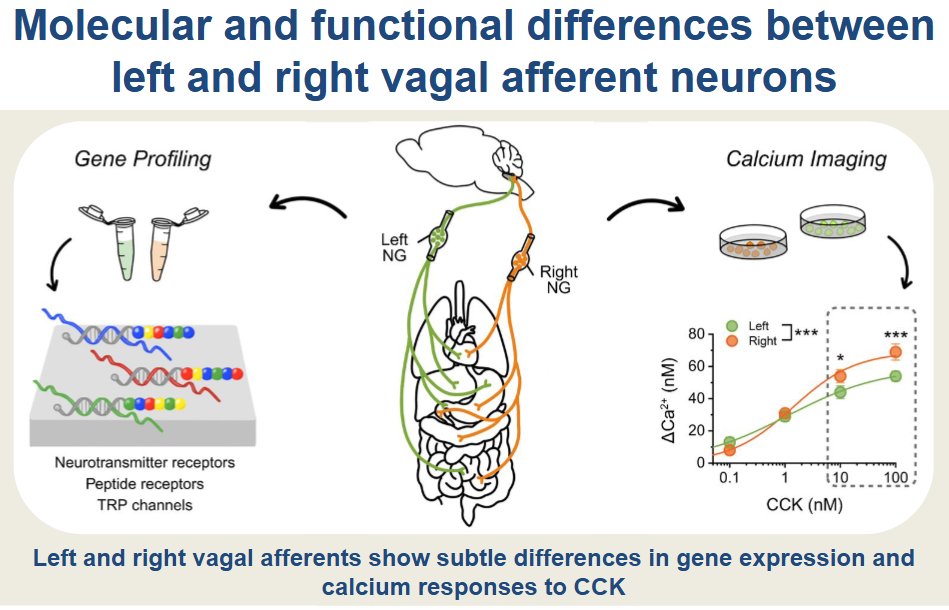 AJP-Cell Physiology tweet media