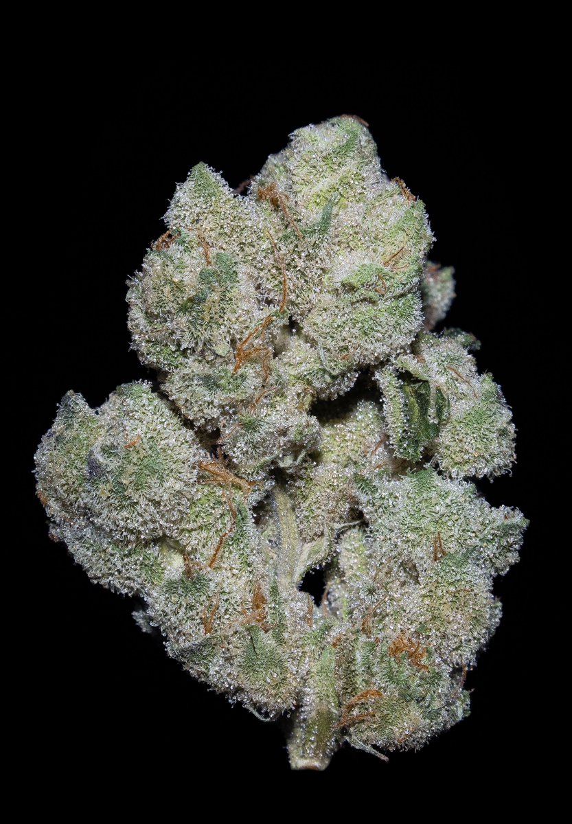 Kushonmybrain's tweet photo. Grandmas Cookies 👵🍪 Grown by #KhashTreeMason - insanely frosty & very expensive lol. This shit goes for $1000 + a zip.. or at least it used to. I took this shot a few years ago & it makes me wanna get the camera back out 🤓. Put it in 4k & Zoom in 🧐😍 https://t.co/FTrjlW7QqH