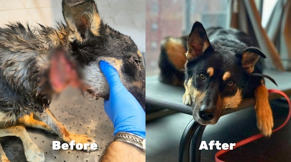 Network4Animals's tweet photo. 🇯🇴 Injured street dogs in Jordan are suffering right now 🐕

#NetworkForAnimals supports shelters caring for nearly 1,000 rescued dogs, but vet bills are overwhelming.

👉 Donate now to give injured &amp; vulnerable dogs the urgent care they desperately need: https://t.co/bQRzcCB6DD. https://t.co/qAJEqjtDdP