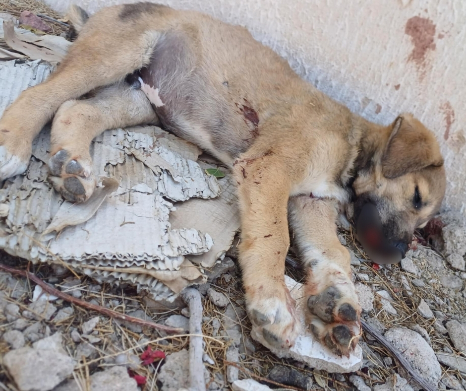 Network4Animals's tweet photo. 🇯🇴 Injured street dogs in Jordan are suffering right now 🐕

#NetworkForAnimals supports shelters caring for nearly 1,000 rescued dogs, but vet bills are overwhelming.

👉 Donate now to give injured &amp; vulnerable dogs the urgent care they desperately need: https://t.co/bQRzcCB6DD. https://t.co/qAJEqjtDdP