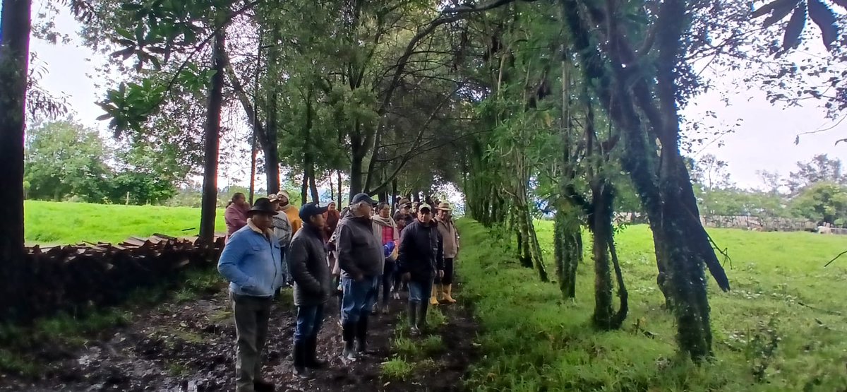 Agricultura_CZ2's tweet photo. #Pichincha|Estudiantes de Escuela de Formación Pecuaria "El Carmen" vivieron una jornada de aprendizaje en la Hacienda La Esperanza (Píntag).

🌱 Temática: Sistemas Silvopastoriles, la clave para integrar ganado, forraje y árboles en un solo ecosistema productivo.
#ElNuevoEcuador https://t.co/MlhKdQtcly