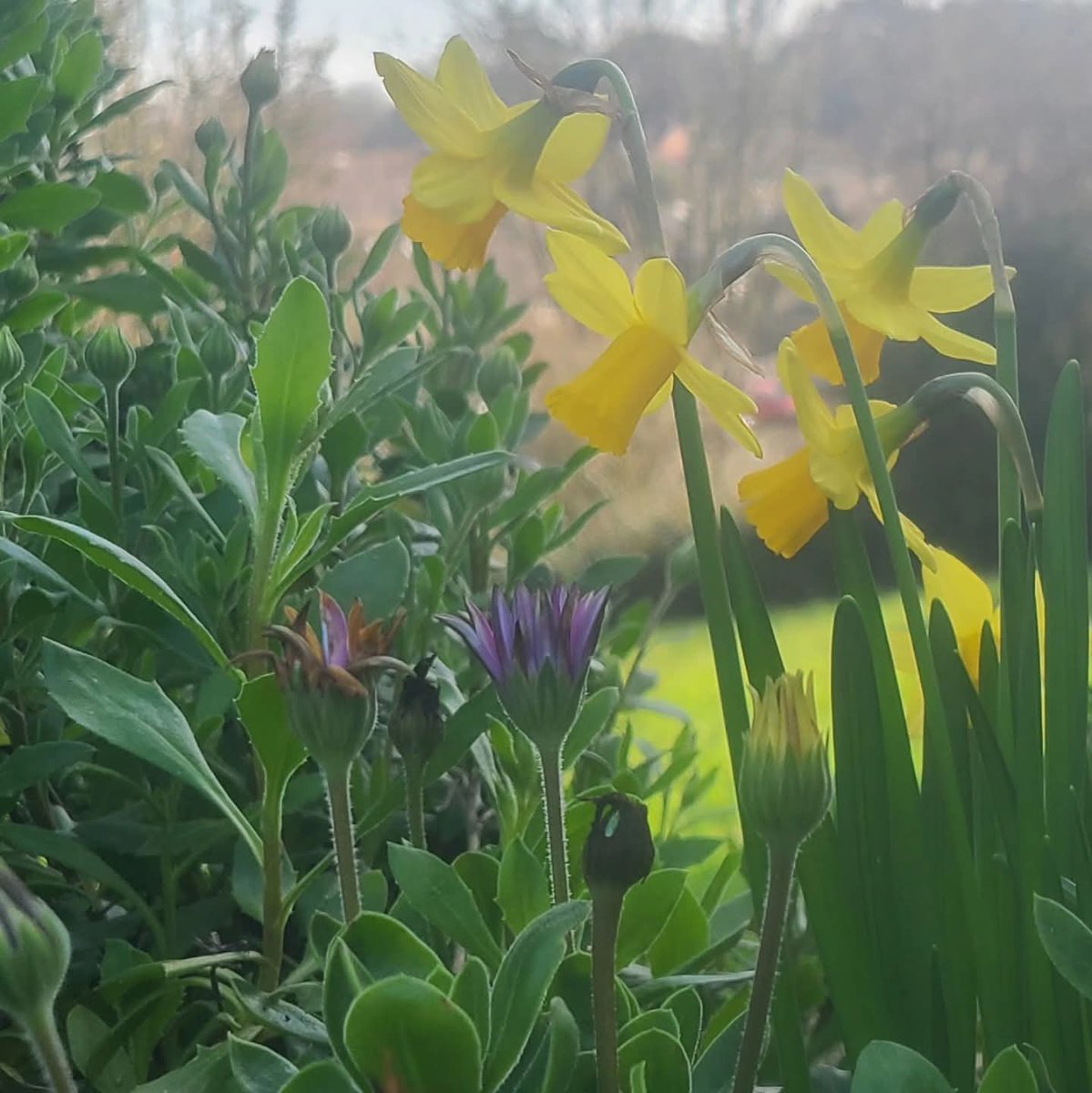 BellUkcbajr's tweet photo. Word of the day: Overcome

Photo of daffodils amongst weeds

"Do not be overcome by evil, but overcome evil with good." Romans 12:21

#overcome
#lent2026
#verseoftheday
#lentphotoaday

https://t.co/U6UrR3nqUK https://t.co/w1RLmSxvZj
