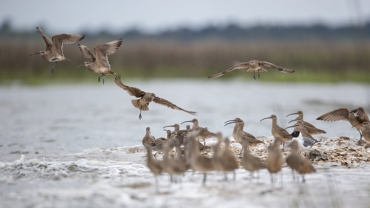University of Massachusetts tweet media