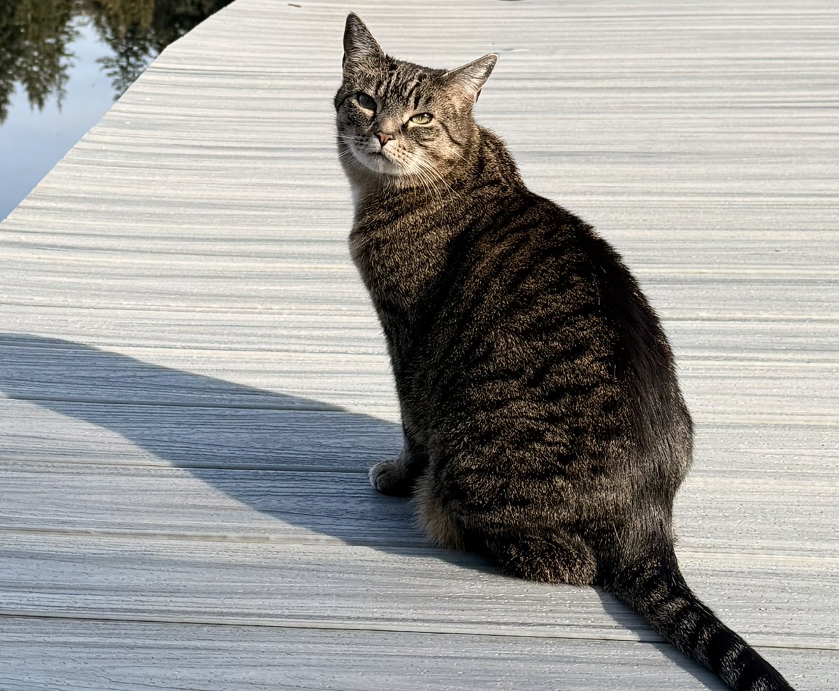 HazelandRemy's tweet photo. Happy day, dear friends! Hello from the ladies of the lake! 🌊 🩷🐾 — Hazel and Remy https://t.co/nPumukZMdM