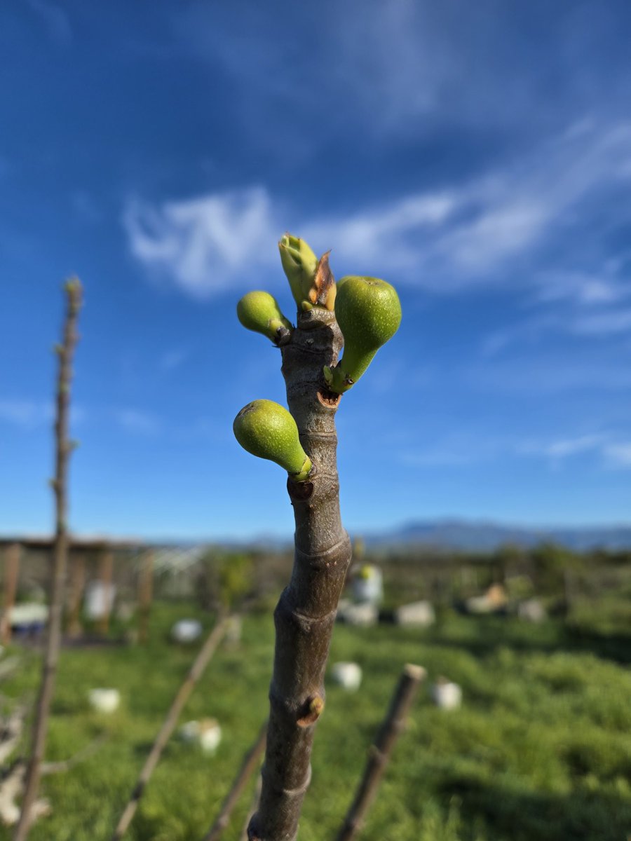 Chris Sayer 🥑 tweet media