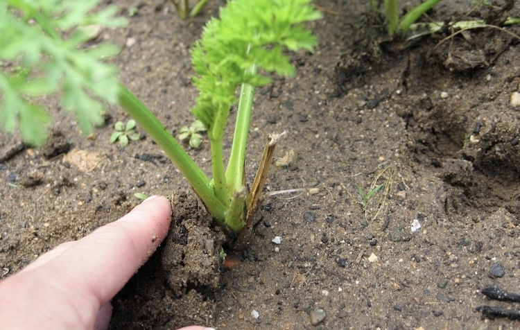 The Grower tweet media