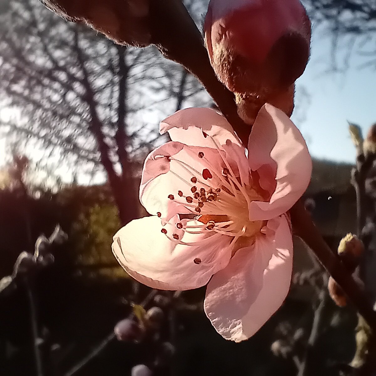 Caroline Scott tweet media