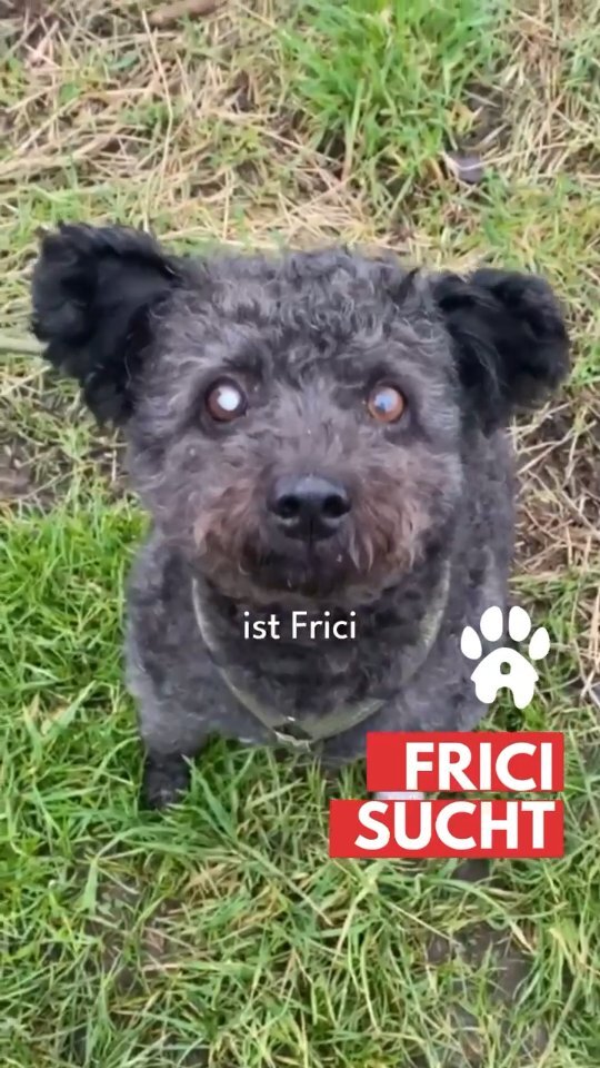 Notpfote Animal Rescue e.V. tweet media