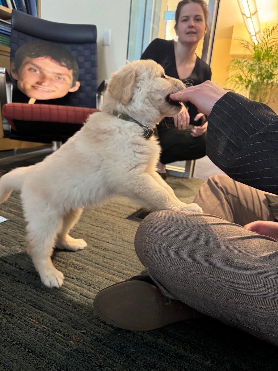 DogsOfKFF tweet media