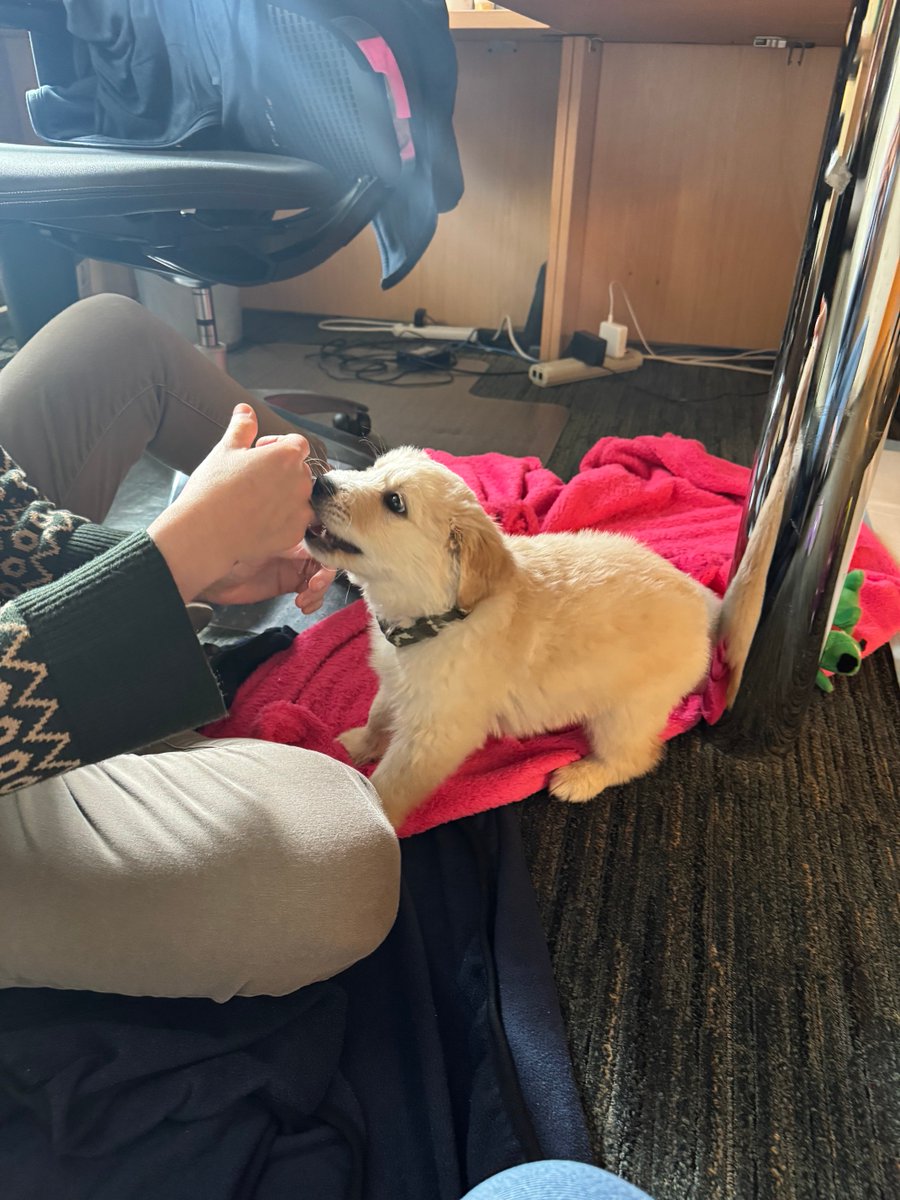 DogsOfKFF tweet media