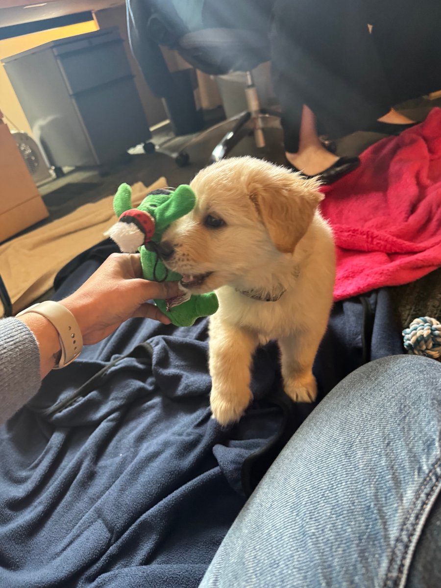 DogsOfKFF tweet media