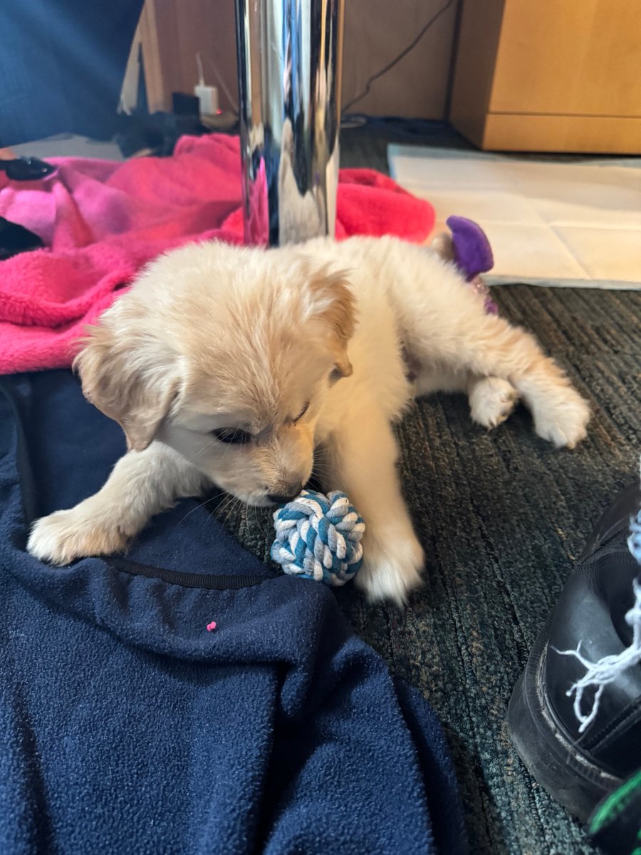 DogsOfKFF tweet media