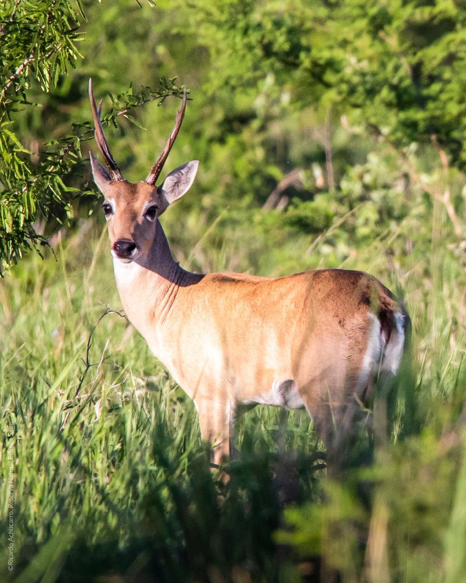 WWF-Paraguay tweet media