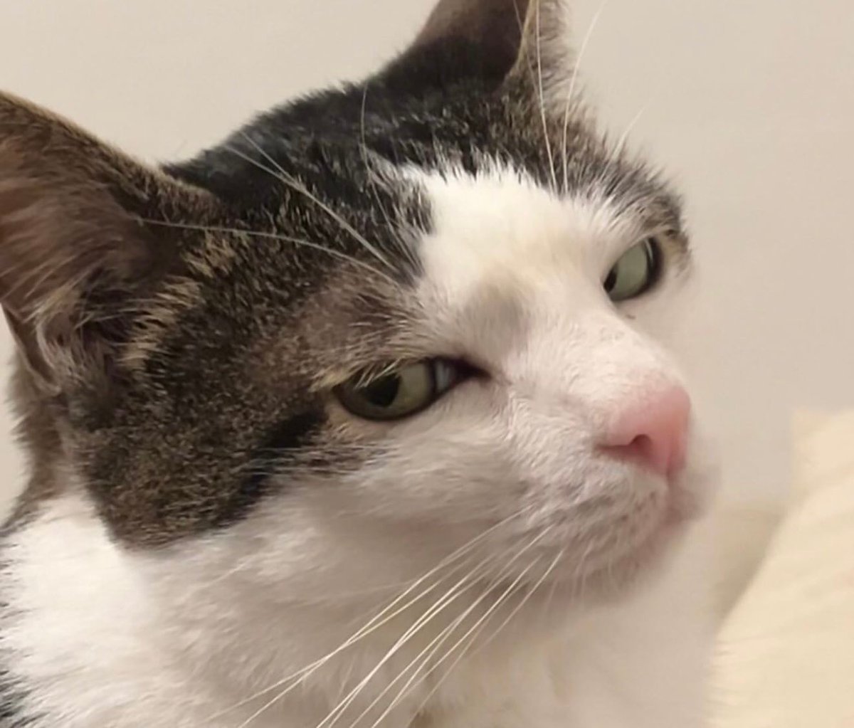 Brandt from TSaTS tweet media