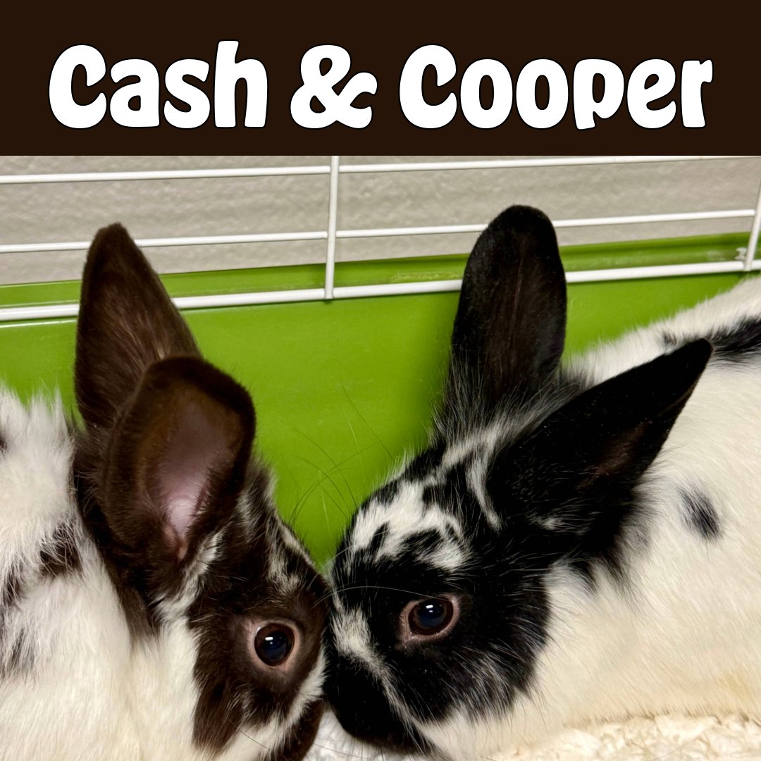 CobbAnimal's tweet photo. We have 8 rabbits ready to hop into forever homes โ and theyโre FREE to adopt. ๐ฐ
Quiet. Sweet. Indoor companions.
Available now.
Open TuesโSat, 10:30โ4:30.
Come meet your new best bun.
#AdoptARabbit #RescueRabbit #HouseRabbit #FreeAdoption #HopToIt #cobbcountyanimalservices https://t.co/sKg2KLPF8D