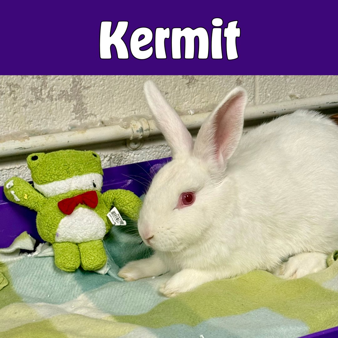 CobbAnimal's tweet photo. We have 8 rabbits ready to hop into forever homes โ and theyโre FREE to adopt. ๐ฐ
Quiet. Sweet. Indoor companions.
Available now.
Open TuesโSat, 10:30โ4:30.
Come meet your new best bun.
#AdoptARabbit #RescueRabbit #HouseRabbit #FreeAdoption #HopToIt #cobbcountyanimalservices https://t.co/sKg2KLPF8D
