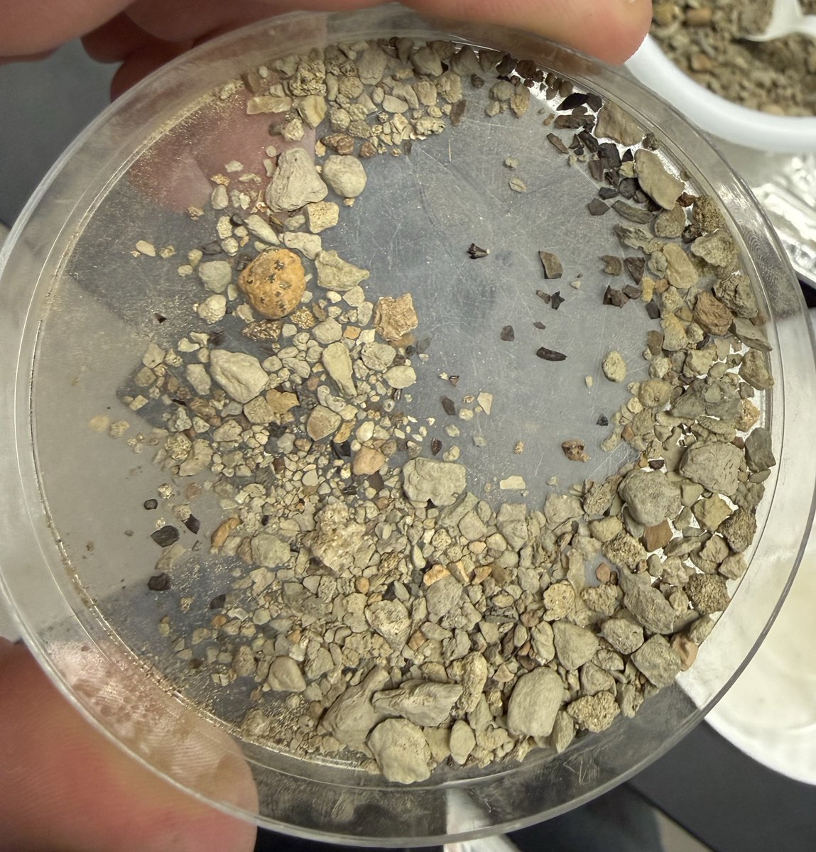 Zeke Darwin tweet media