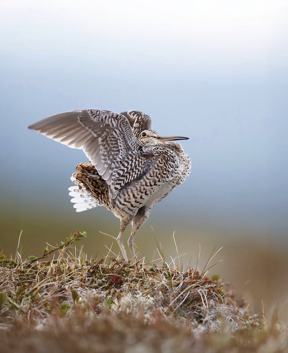 waderquest's tweet image. Encouraging news for Great Snipe conservation
A new study from Poland highlights something critical for Great Snipe.

Photo by  © Daniel Pettersson Photography
More info here.
sciencedirect.com/science/articl…

Be #inspired by #waders #shorebirds