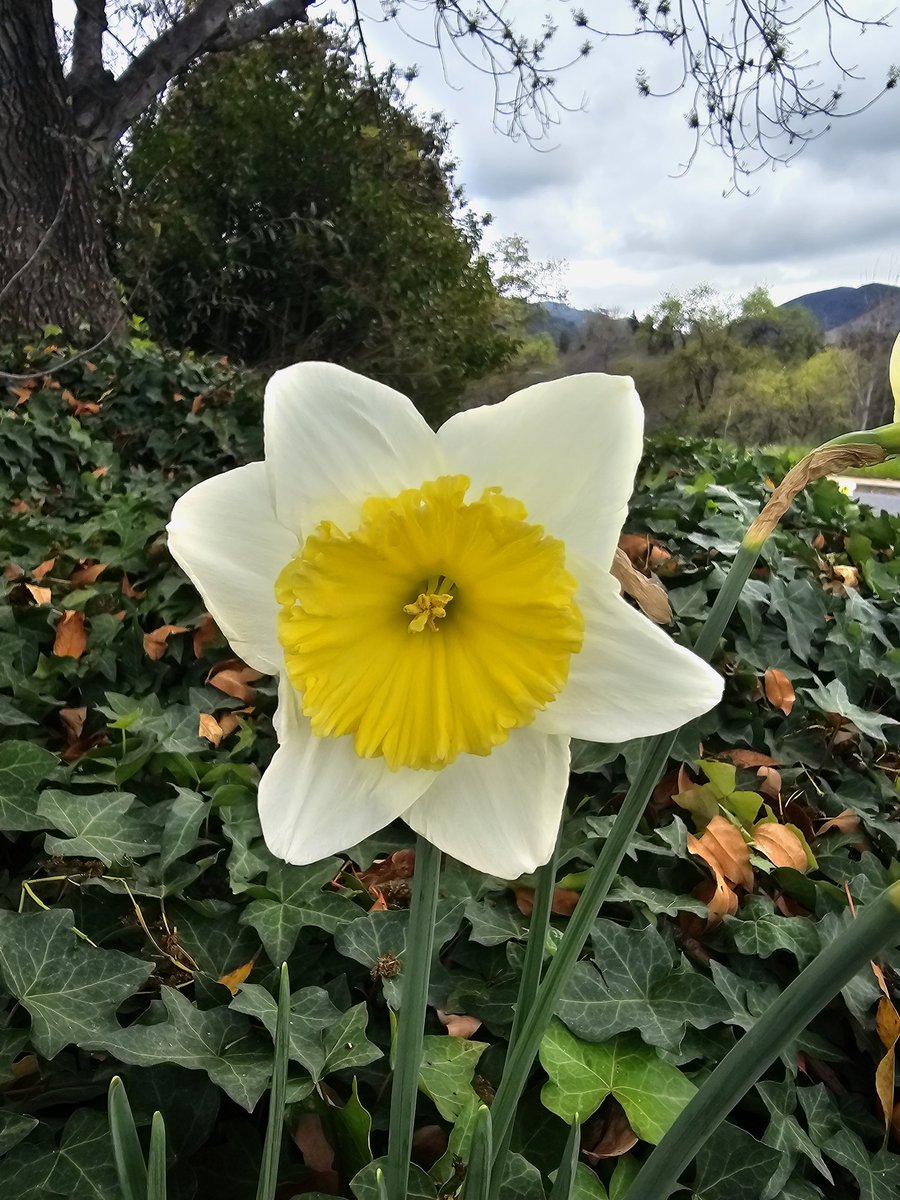 GuiloGrow's tweet photo. Daffodil https://t.co/ISMEE5IzT4