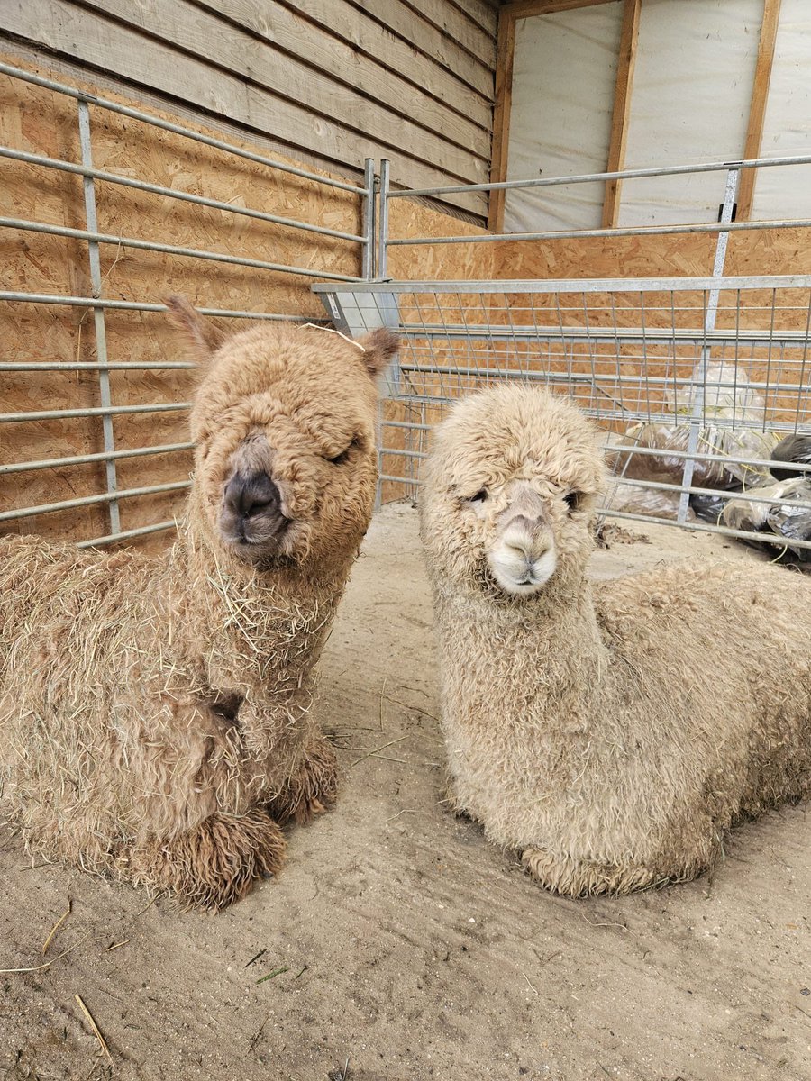 Cliffefarmvets tweet picture