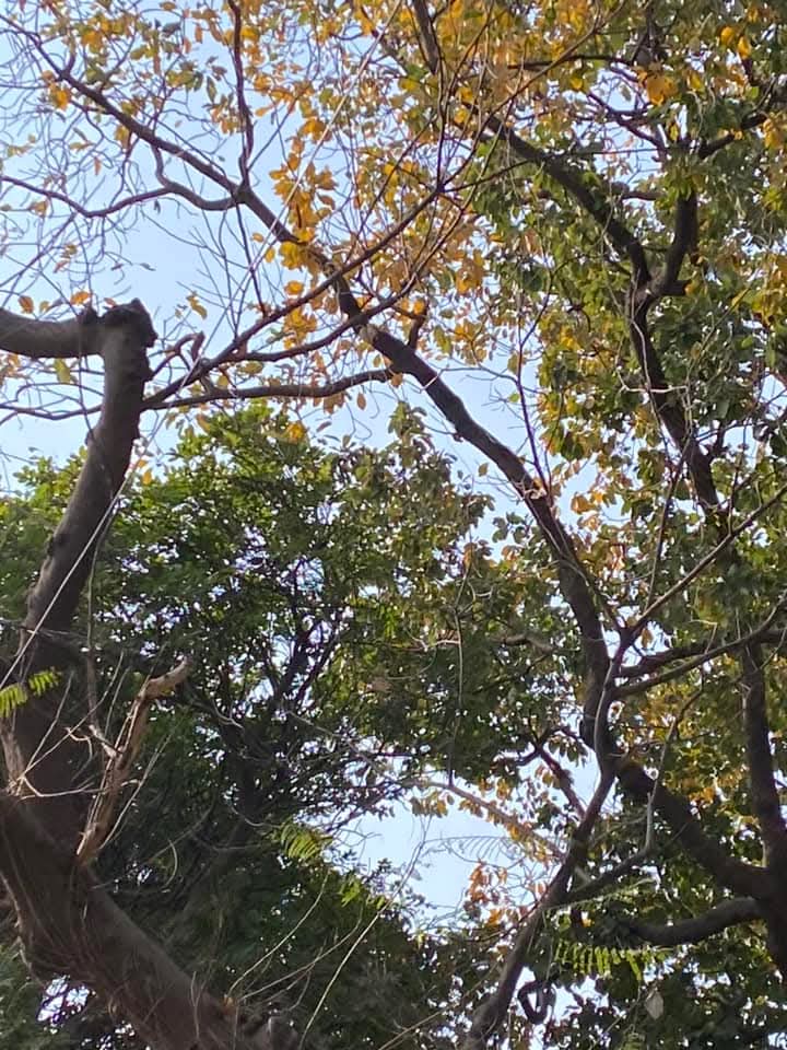 lightseekerusha's tweet image. “I am my own muse, I am the subject I know best. The subject I want to know better.”
#FridaKahlo
Self-discovery is the most honest art.
Layer by layer,we learn our own colors—
our strength,our wounds,our becoming.
To understand oneself is not vanity;it is courage.
#SelfReflection