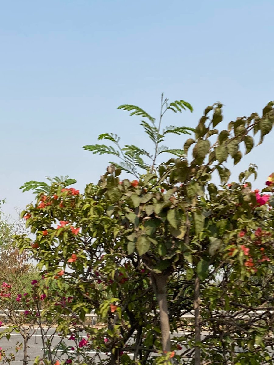 lightseekerusha's tweet image. “I am my own muse, I am the subject I know best. The subject I want to know better.”
#FridaKahlo
Self-discovery is the most honest art.
Layer by layer,we learn our own colors—
our strength,our wounds,our becoming.
To understand oneself is not vanity;it is courage.
#SelfReflection