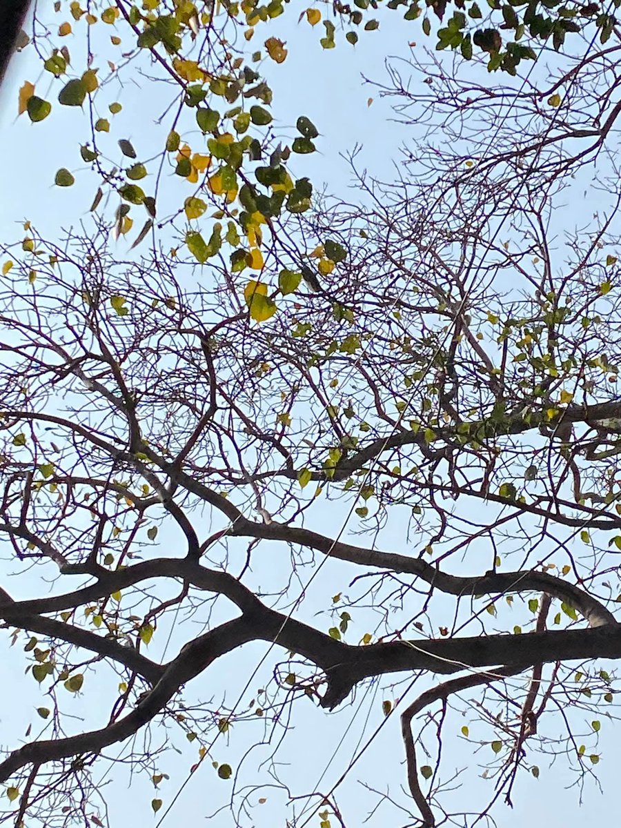 lightseekerusha's tweet image. “I am my own muse, I am the subject I know best. The subject I want to know better.”
#FridaKahlo
Self-discovery is the most honest art.
Layer by layer,we learn our own colors—
our strength,our wounds,our becoming.
To understand oneself is not vanity;it is courage.
#SelfReflection