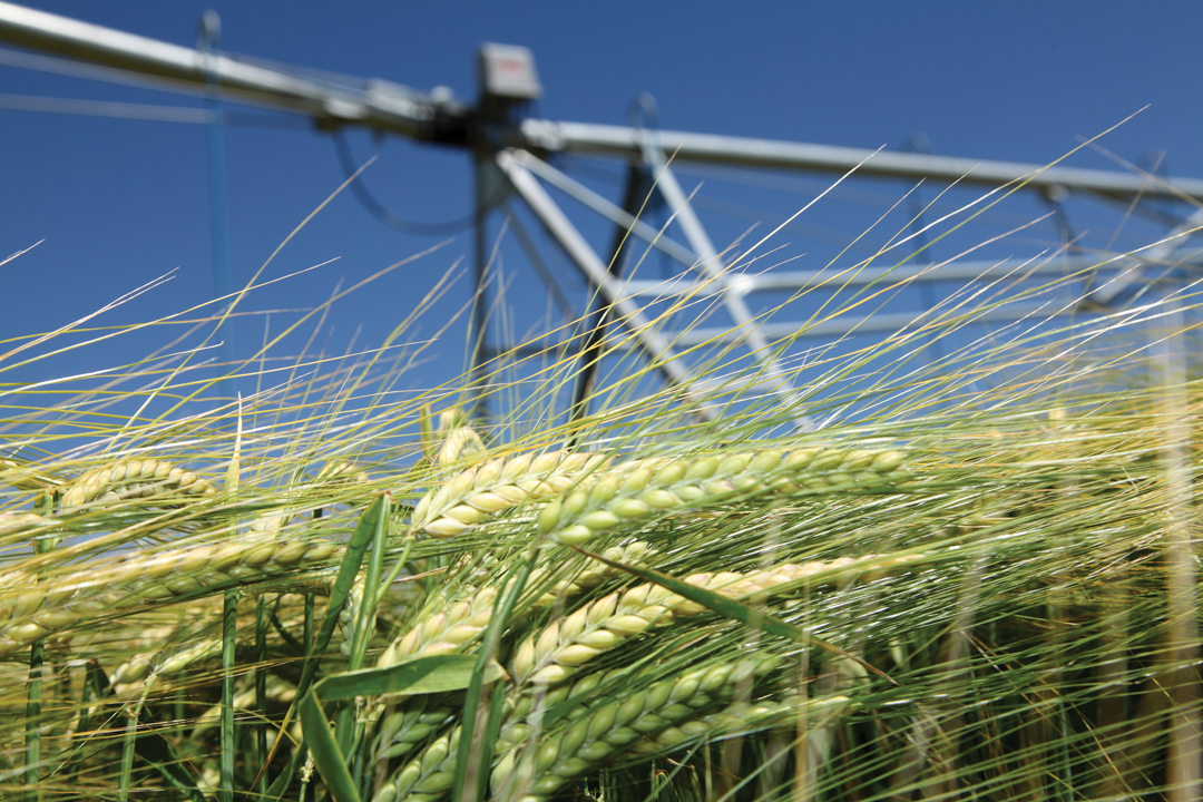 GrainsWest tweet media