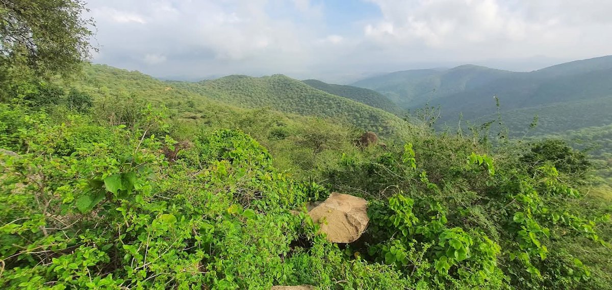 Sirak Bahlbi tweet media