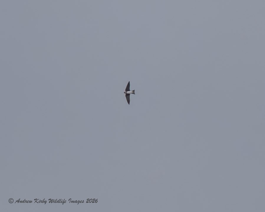 7 Sand Martin’s out Noah’s Lake Shapwick Heath NNR this morning. Not my best photos.