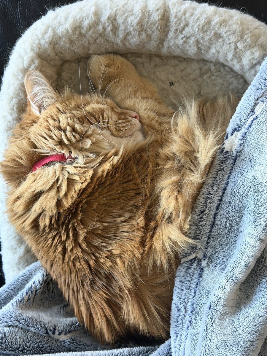 AJamesMcCarthy's tweet photo. Sleeping off a long night of sprinting around the house like a lunatic https://t.co/N93qeMc3ip