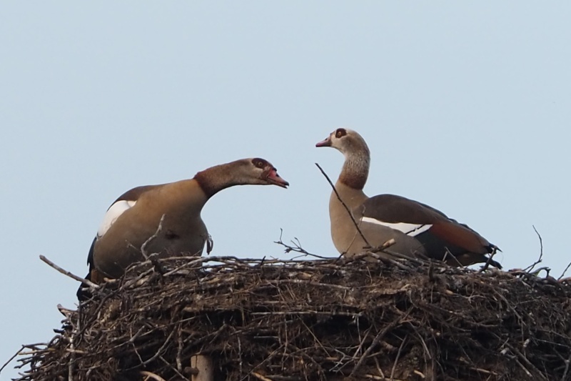 Falsche Störche im Nest, während die richtigen weg waren🤣.