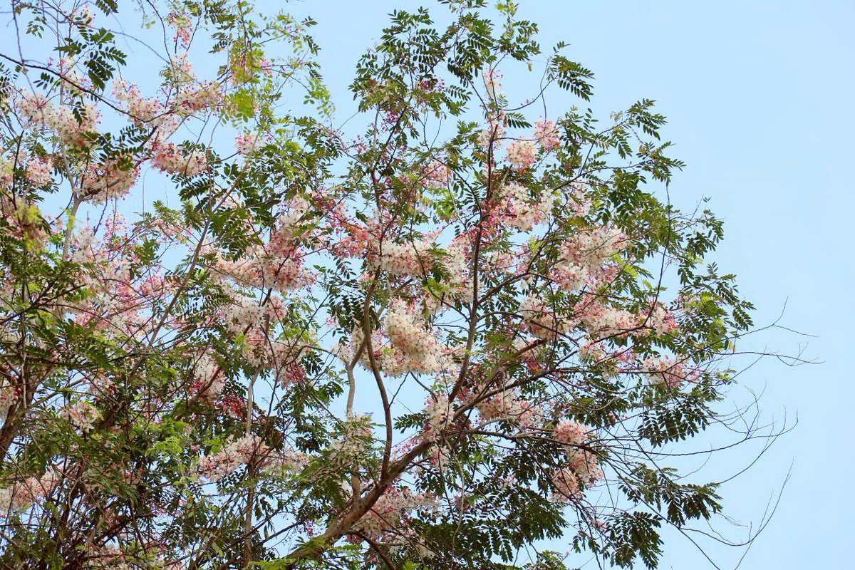 กัลปพฤกษ์บานแล้ว! 🌸 ชมพูสะพรั่งนึกว่าซากุระมาเอง ช่วง ก.พ. - เม.ย. นี้คือนาทีทองของสายคอนเทนต์ ดอกจะค่อยๆ เปลี่ยนจากชมพูเป็นสีขาวก่อนร่วง สวยละมุนใจมากกก
​#กัลปพฤกษ์ #ซากุระเมืองไทย #ฤดูร้อน #ดอกไม้ #กรมอุทยานแห่งชาติ