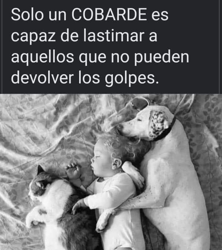 GusRamC's tweet photo. @marianoosorio1 @Ref_Franciscano @LaCronicaDeHoy @ClaraBrugadaM #cobarde #corrupcion #contubernio #colusion @FAHaghenbeck 

Y todos los que apoyaron y defendieron estos actos  @LuisaAlcalde @PartidoMorenaMx 

#justiciaparalosfranciscanitos
#todossomosfranciscanos
#RefugioFranciscano https://t.co/fB7m1XR2oE