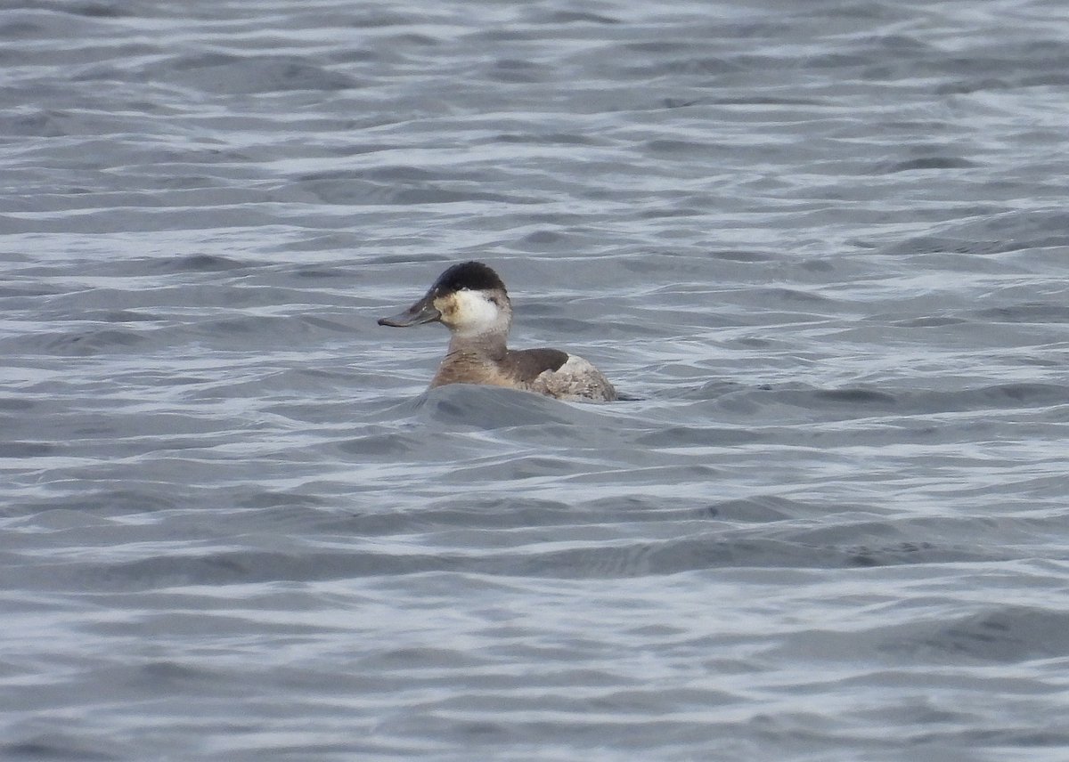 Mike King🦉🐺 tweet media