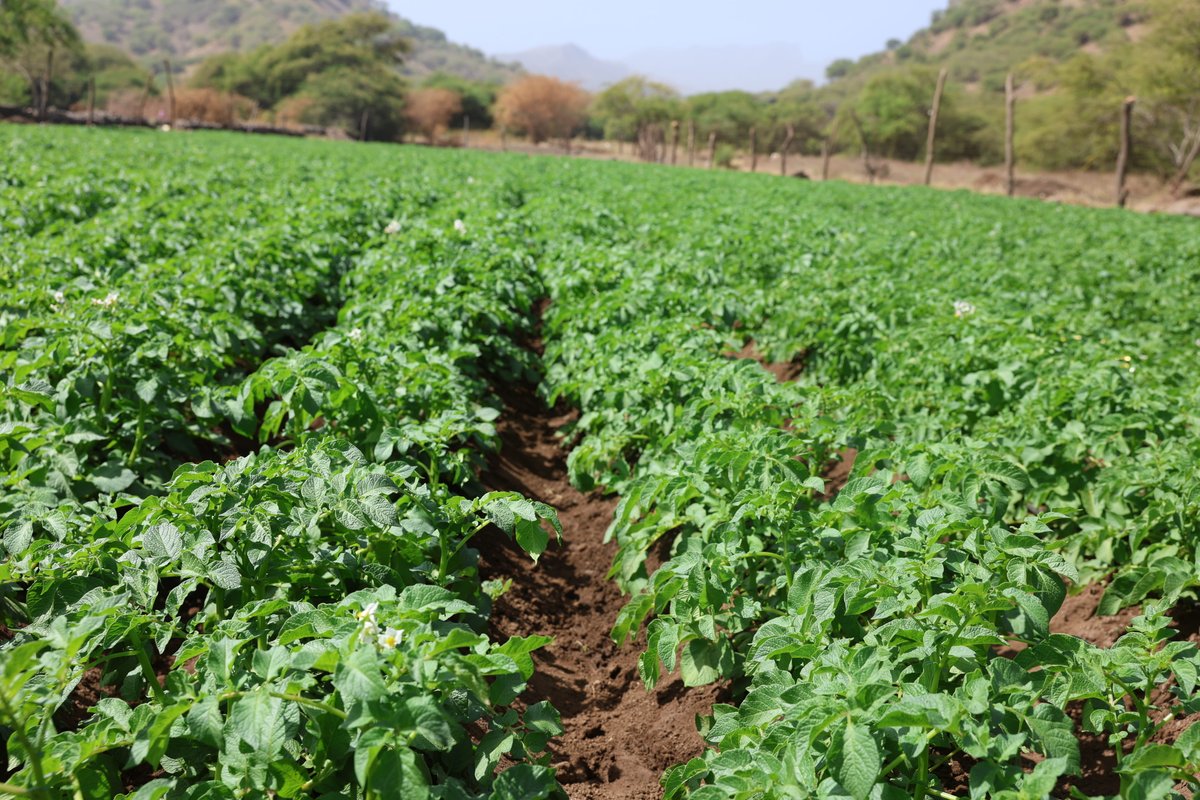 FAOCaboVerde's tweet photo. @FAO, Ministry of Agriculture & Environment & the Chinese Embassy toured #SouthSouthCooperation sites to see the tangible results of our partnership.
From tech transfer to food security, we are strengthening local capacities for a sustainable future. πΎπ±
π π¨π³
#SSTC #4Betters https://t.co/bOo6YuF2bd
