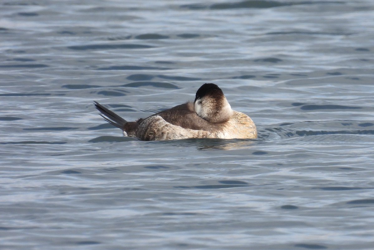 Mike King🦉🐺 tweet media