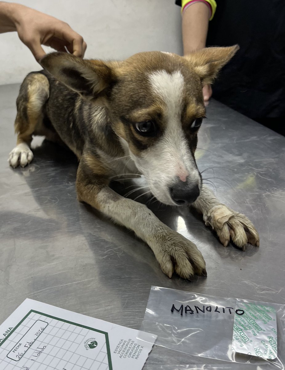 HELA_MORE's tweet photo. Hoy ya dieron de alta a Manolito.🥳

Nos faltan cubrir $400 de sus gastos veterinarios,y su pensión $2,000

Si alguien lo quiere apadrinar con algo nos avisan por favor.🩷

Gracias. https://t.co/dFzOBDJPsO