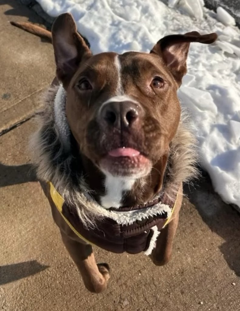 rescueridge's tweet image. Trey is still waiting… but still hopeful. 🙏 

You may remember Trey, and somehow this sweet boy is still looking for his forever home. Trey is a lovable pittie mix who adores people and thrives on attention and companionship. 

#adoptme