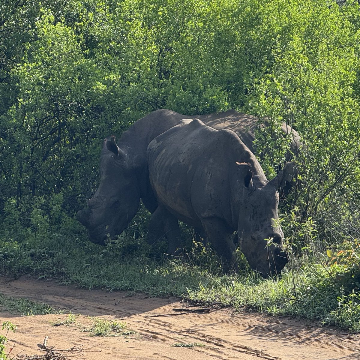 Giovanni Hashimoto / 橋本ジオ 🇺🇦 tweet media