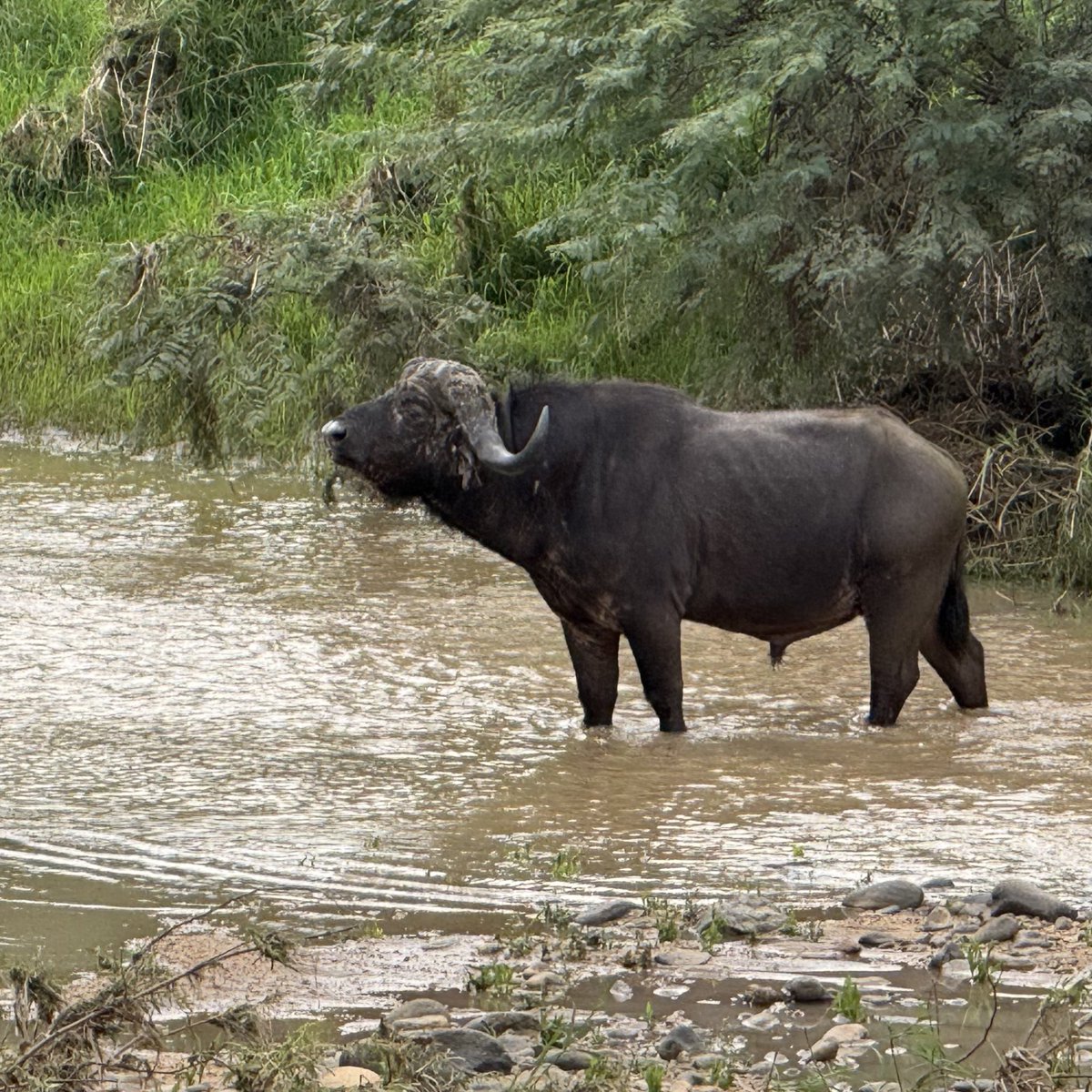 Giovanni Hashimoto / 橋本ジオ 🇺🇦 tweet media