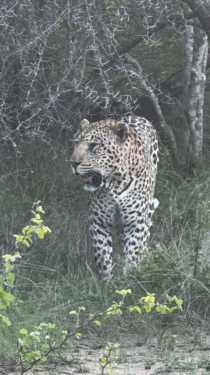 Giovanni Hashimoto / 橋本ジオ 🇺🇦 tweet media