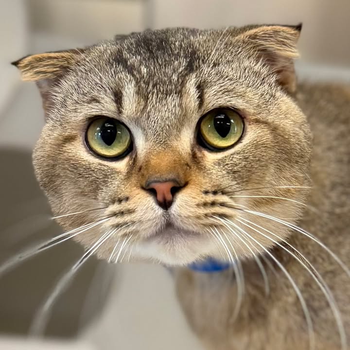 Wisconsin Humane Society tweet media